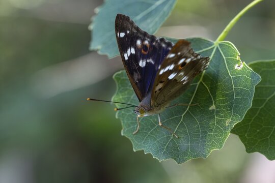 Apatura ilia, small Schiller butterfly, Lesser purple emperor, butterfly, insects, butterflies, butterflies, butterflies