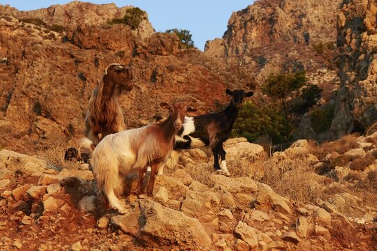 Three goats standing on rocky ground in front of an impressive mountain backdrop, sheep (e) or goat (n), ovis, caprae, Crete, Greek Islands, Greece