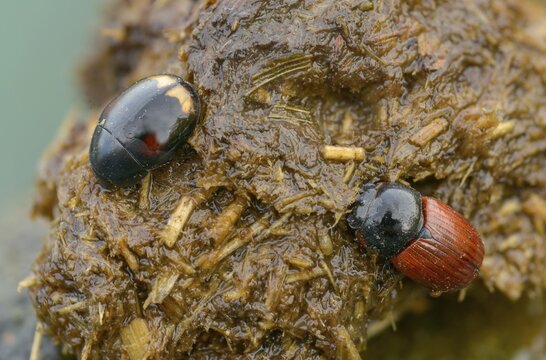 Aphodius cf. fimetarius, aphodius fimetarius, dung ball beetle spec., dung beetle, common dung beetle, red-winged dung beetle, sphaeridium spec., beetle, coleoptera, dung, insects, droppings, beetles, dung, water beetles