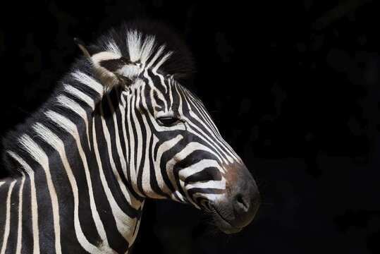 Chapman's plains zebra (Equus quagga chapmani, Equus burchellii chapmani), portrait, captive, occurrence in Africa