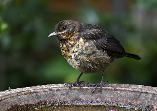 Blackbird (Turdus merula), juvenile, nest fledgling, sitting at bird baths, Baden-W&uuml;rttemberg, Germany