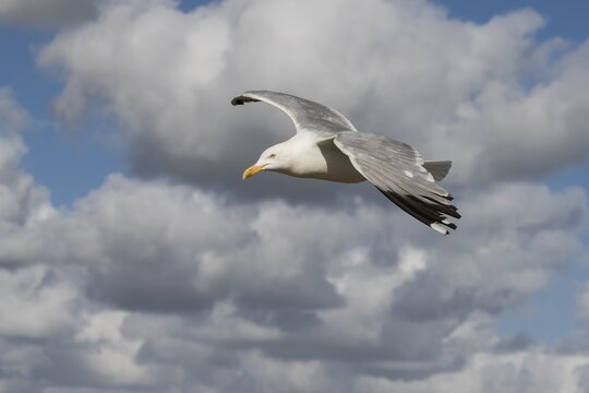 European herring gull (Larus argentatus), in flight, cloudy sky, Texel, West Frisian Islands, Province of North Holland, Holland, The Netherlands