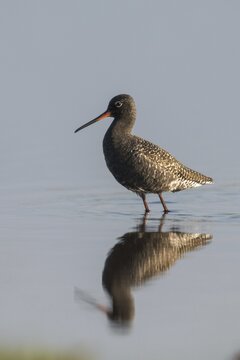 Dark water strider, spotted redshnak, tringa erythropus, birds, charadriiformes, high size, portrait format, limicoles, snipe birds, scolopacidae, birds, waders, waders