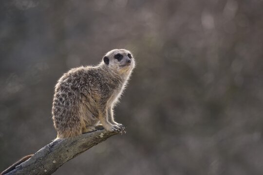 Meerkat (Suricata suricatta), alert, on a tree trunk, native to Africa, captive