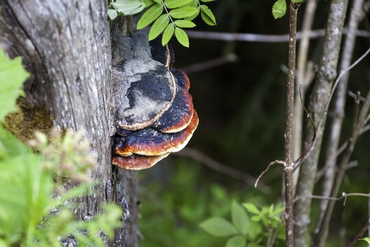 Red banded polypore (Fomitopsis pinicola), &Ouml;tztal, Austria