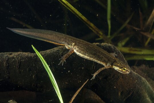 Lissotriton vulgaris meridionalis, Lissotriton vulgaris schreiberi, Schreiber's pond newt, smooth newt, pond newt spec., amphibians, caudata, female, amphibians, newts, tail amphibians, water newts, female
