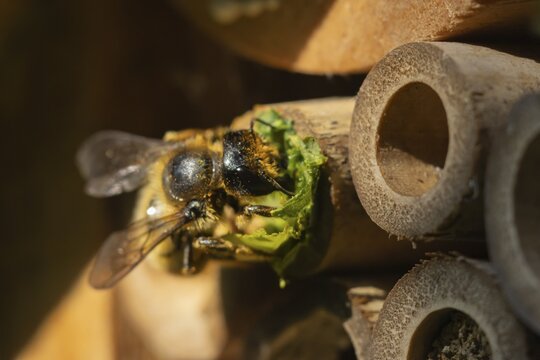 Leafcutter bee (Megachile willughbiella) adult insect filling a hole with a leaf in a garden bee hotel, Suffolk, England, United Kingdom