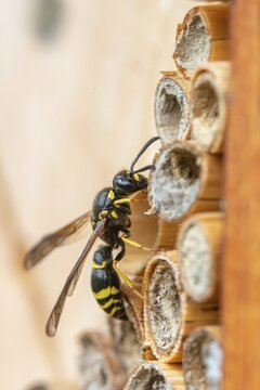 Large stem wasp, hymenoptera, clay wasp, wall clay wasp, Odynerus nidulator, Symmorphus murarius, wrinkle wasp, female, high size, portrait format, insects, female