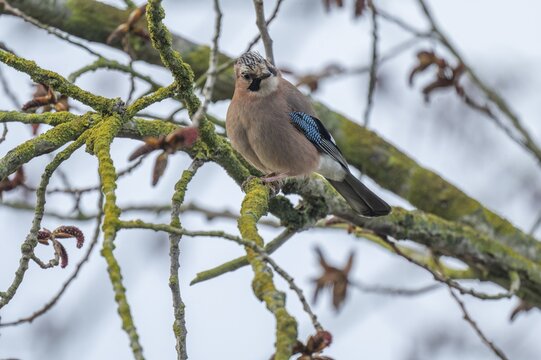 Eurasian jay (Garrulus glandarius) sitting in a tree, Thuringia, Germany