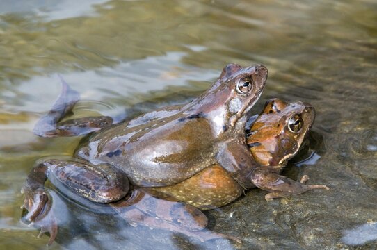 Common Frogs (Rana temporaria)