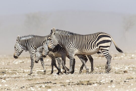 Mountain zebras (Equus zebra), Etosha National Park, Namibia