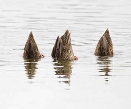 Mallard duck (Anas platyrhynchos), three females digging, with the head under the water surface on a pond, Thuringia, Germany