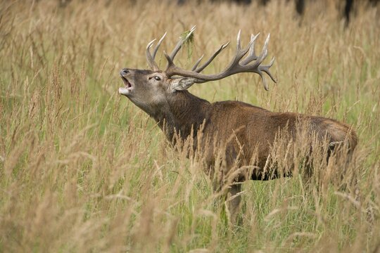 Red Deer (Cervus elaphus) bugling in the rutting season, captive, Saxony, Germany