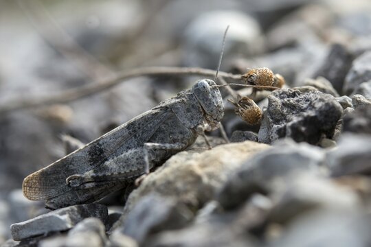 Acrididae, caelifera, field locusts, gomphocerinae, grasshoppers, short-feeler, Oedipoda germanica, red-winged wasteland scare, grasshoppers, grasshoppers, insects, red-winged grasshoppers, wasteland scare