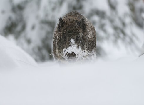 Wild boar, wild boar (Sus scrofa) standing in the forest in the snow, Germany