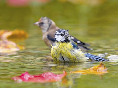 Blue tit (Cyanistes caeruleus) and european goldfinch (Carduelis carduelis) in the background, bathing in shallow water with autumn leaves, Hesse, Germany