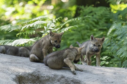 A group of wolf pups curiously exploring a path in the forest, European grey gray wolf (Canis lupus), Germany