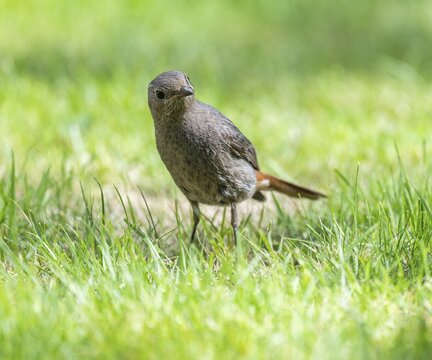 Black redstart (Phoenicurus ochruros), female foraging on a lawn in a garden, Lower Saxony, Germany