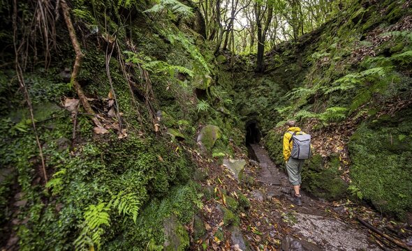 Hiker on a hiking trail, entrance to a tunnel, in dense forest with ferns and moss, Levada do Caldeir&atilde;o Verde, Parque Florestal das Queimadas, Madeira, Portugal