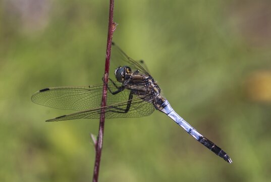 Eastern blue arrow, orthetrum albistylum, white-tailed skimmer, anisoptera, damselflies, dragonflies, Greece, insects, dragonflies, males, odonata