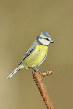 Blue tit (Parus caeruleus), sitting on an old branch, Wilnsdorf, North Rhine-Westphalia, Germany