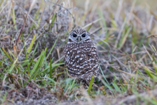 Burrowing owl (Athene cunicularia) sitting in grass, Florida, USA