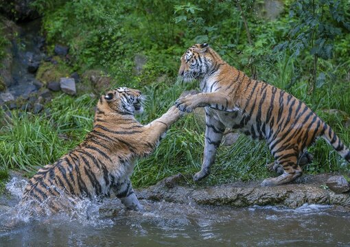 Siberian tiger (Panthera tigris altaica), two tigers fighting, captive, Germany
