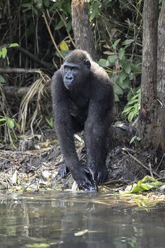 Western lowland gorilla (Gorilla gorilla gorilla) by a river, male animal, R&eacute;serve L&eacute;sio-Louna nature reserve, near Moembe, Plateau department, Republic of Congo