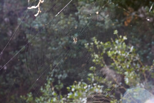 A detailed spider web with a spider (aranea) amidst green vegetation in the forest, waterfalls, ponds, Polylimnio, Peloponnese, Greece