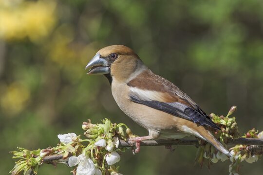 A male hawfinch (Coccothraustes coccothraustes) sitting on a flowering cherry tree branch with a green backdrop, Baden-W&uuml;rttemberg, Germany