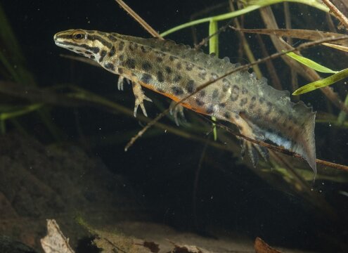 Lissotriton vulgaris meridionalis, Lissotriton vulgaris schreiberi, Schreiber's pond newt, smooth newt, pond newt spec., amphibians, caudata, amphibians, amphibians, amphibians, amphibians, amphibians, amphibians, amphibians, amphibians, amphibians, caudata, amphibians, amphibians, amphibians, amphibians, amphibians, amphibians, amphibians, amphibians, amphibians, amphibians, amphibians, amphibians, amphibians, amphibians, amphibians, amphibians, amphibians, amphibians, amphibians, amphibians, amphibians