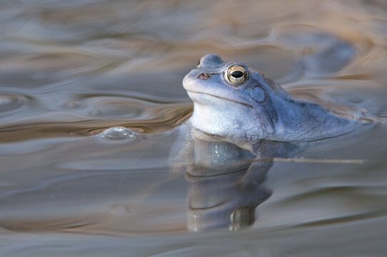 Moor frog, Goldenstedt, Lower Saxony