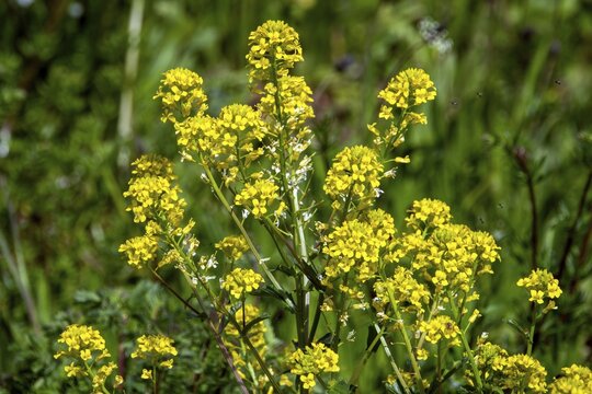 Barbaracress (Barbarea vulgaris), also winter cress, flowering, Baden-W&uuml;rttemberg, Germany