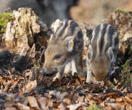 Wild boar, wild boar (Sus scrofa), young boar looking for food at an old tree stump in the forest, Germany