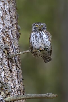 Pygmy Owl (Glaucicium passerinum), sitting on the branch of a tree, Pirchner Ast, Schwaz, Tyrol, Austria