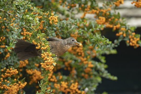 European blackbird (Turdus merula) adult female garden bird feeding on berries from a Pyracantha bush in summer, Suffolk, England, United Kingdom