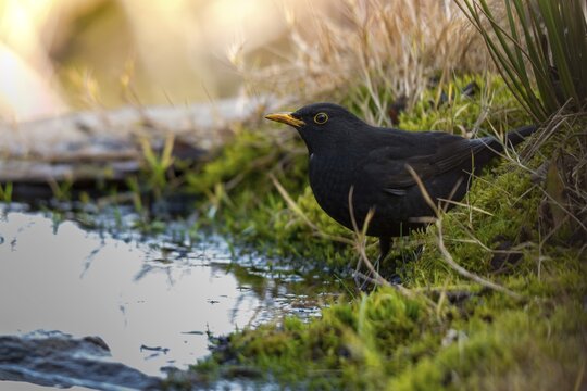 Blackbird, Turdus Merula, Bath, Bird Bath, Birds, Male, Passeri, Songbirds, Potion, Birdbath, Birds, Watering Place