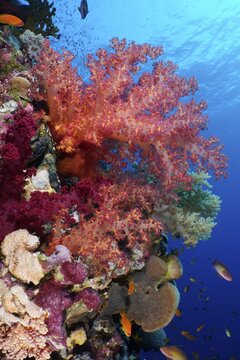 Hemprich's tree coral (Dendronephthya hemprichi) and group of sea goldie (Pseudanthias squamipinnis), Elphinstone reef dive site, Red Sea, Egypt