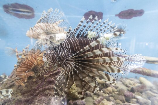 Lionfish (Pterois volitans), Curacao