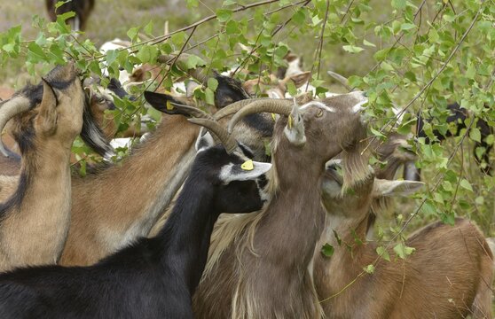 Artiodactyla, Capra Aegagrus Hircus, even-toed ungulate, domestic goat, cloven-hoofed, P&ouml;llwitzer Wald, Thuringia, grazing, domesticated animals, extensive grazing, woody bite, goat, pet, mammals, bite, willow, wild willow, goat