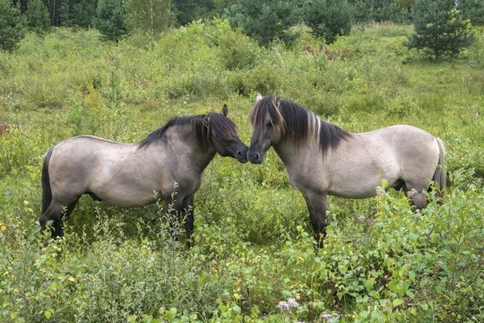 Equus Caballus sspec., horse, konic, odd-toed ungulates, perissodactyla, grazing, domesticated animals, extensive grazing, pet, horses, landscape management, landscape preservation, mammals, horses, pony, mammals, unpaired ungulates