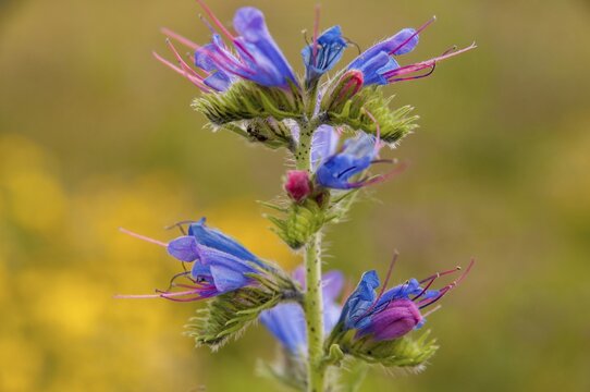 Boraginaceae, Echium vulgare, Common Snake Head, Roughleaf, Blueweed, Flora, Plants, Viper's Bugloss