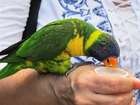 parrot on a hand