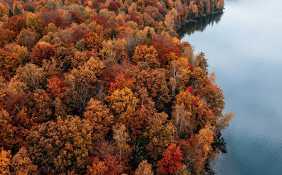 Aerial drone view of vibrant autumn forest with colorful orange and red fall foliage along a serene blue lake shore in nature