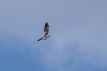 Obraz premium Closeup of a Mississippi kite in flight.