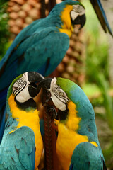 Macaws playing happily together in the park. © topten22photo