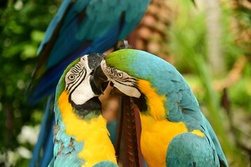 Macaws playing happily together in the park. © topten22photo