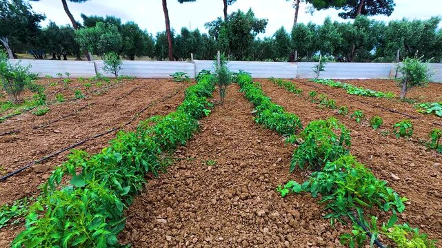 Rows of green vegetable plants growing in cultivated brown soil with black drip irrigation system pipes installed in an organic farm garden surrounded by olive trees.