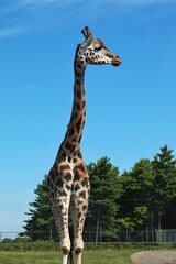 Majestic tall giraffe standing against blue sky background with copy space © TETIANA 
