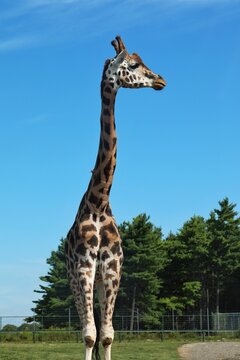 Majestic tall giraffe standing against blue sky background with copy space